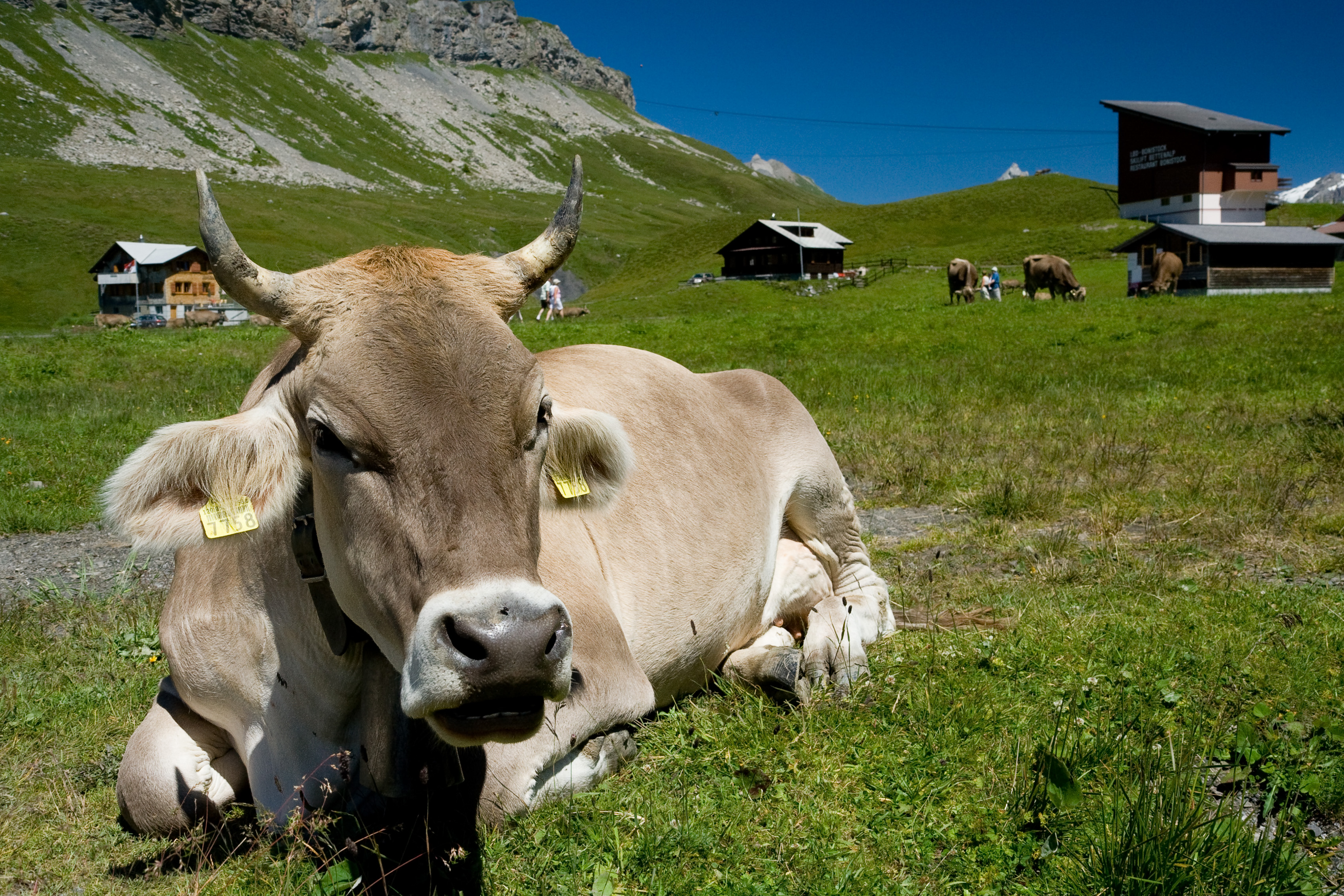 Die Rettung der Milchbauern ist möglich!