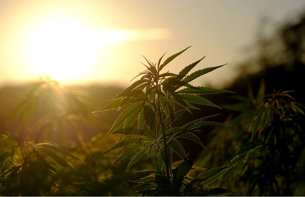 Legaler Cannabiskonsum und seine Vorteile